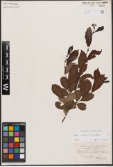 Salix aurita L. x Salix silesiaca Willd.